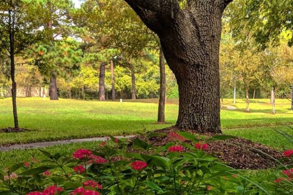 Live oak